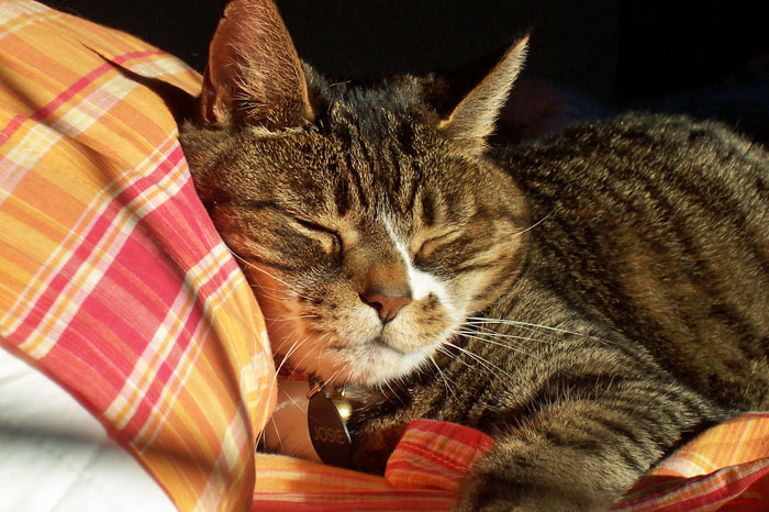 Sleepy in Sunshine