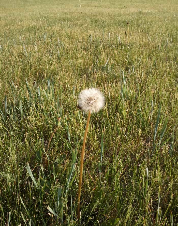 Dandelion Fluff