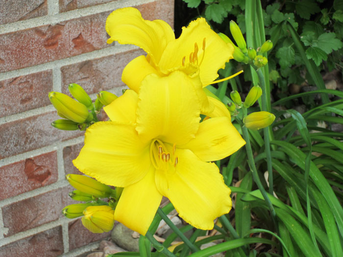 First Daylily Blooms (June 2012)