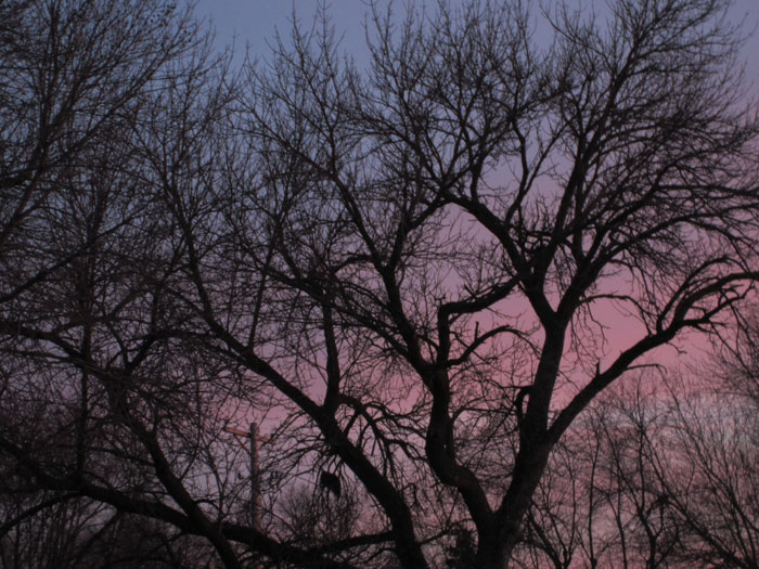 Sunset - Tree Silhouette