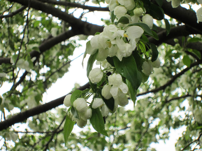 Blossoms After the Rain - May 9, 2013