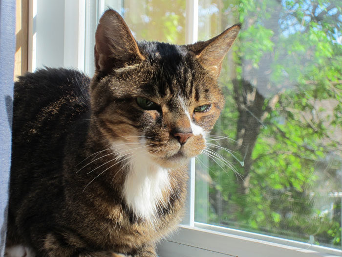 Kitty-mon on the Window Sill - May 20, 2013