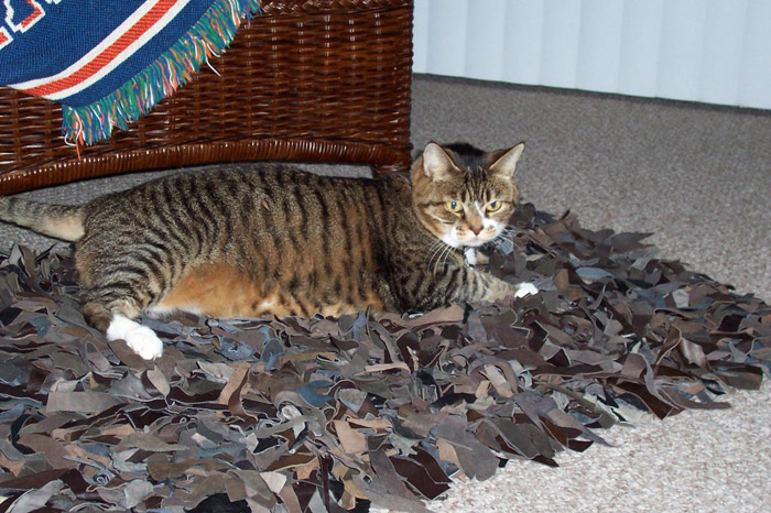 Kitty-mon and the leather rug.