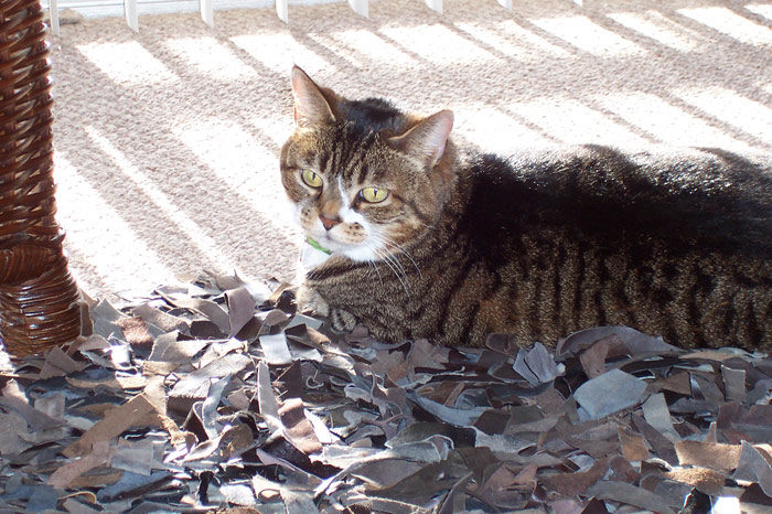 Kitty-mon in the Sunshine