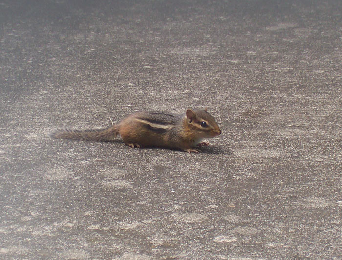 Chipmunk