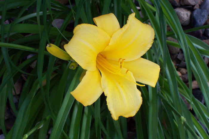 Daylily