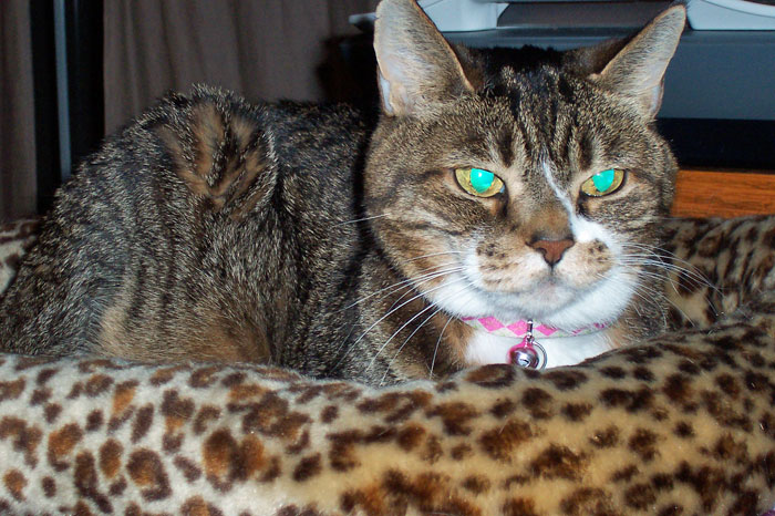 Kitty-mon Glowy Eyes