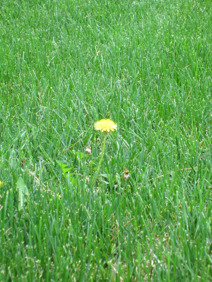 Dandelion - May 17, 2013